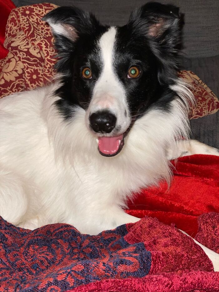 This Little Guy (Tali) Has Got Me Through 2020. Without Him I’d Have Gone Completely Nuts X