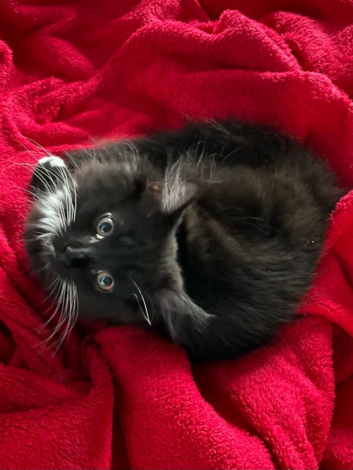 Albus Dumblecat Looking Particularly Festive Curled In My Dressing Gown!