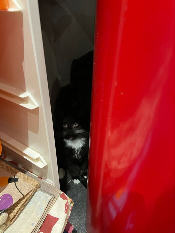 It’s Like Narnia Between The Shelves And Behind The Bin!