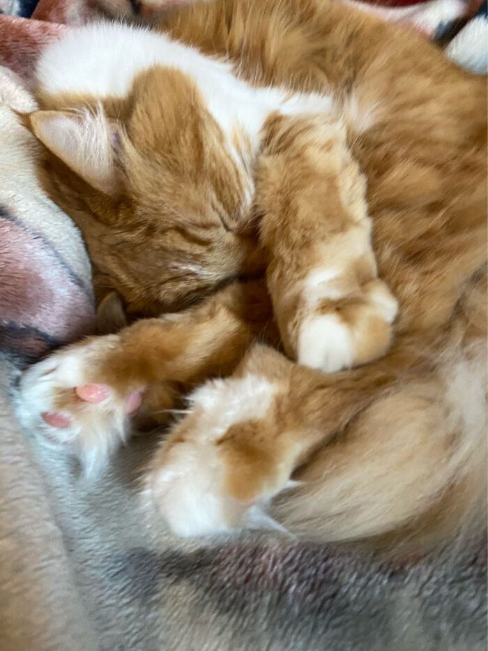 Teddy - So Hard To Pick Just One Picture As He Is Incredibly Photogenic