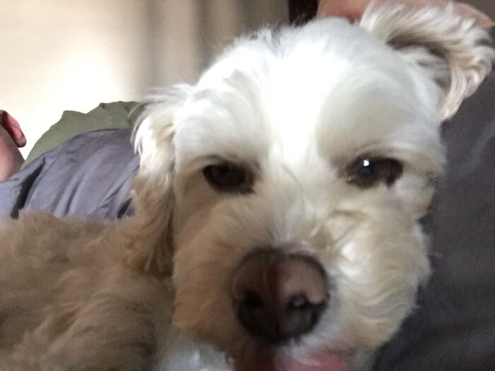 My Dog... It’s A Relatively Old Photo, Haven’t Taken One In A While