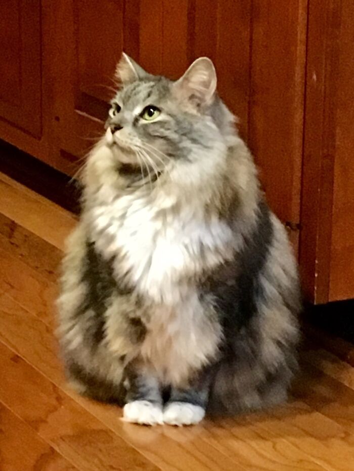 My Beautiful Cat Coco, Who Recently Died After Battling Cancer For Almost Two Years