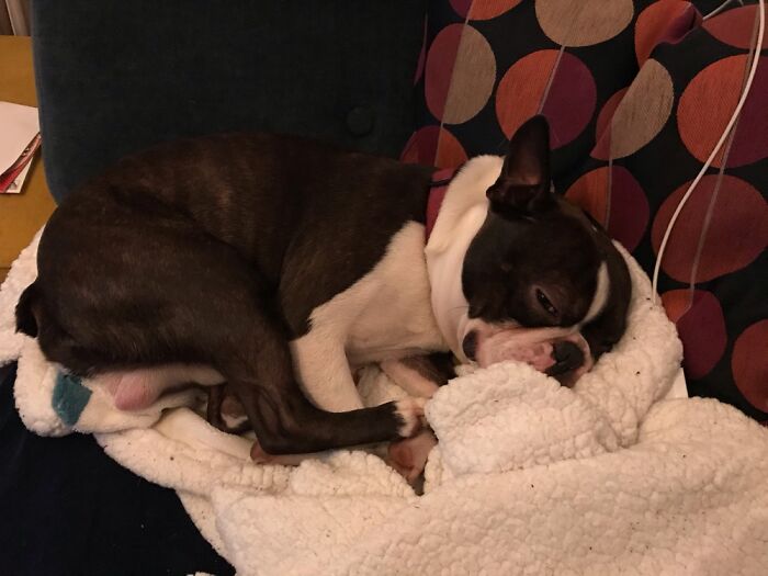 Sleeping As Usual. Eddy Our Beloved Boston Terrier