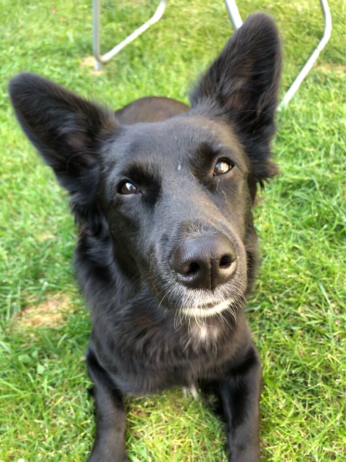 Billa, My 1yo German Shepherd And Corgi Mix