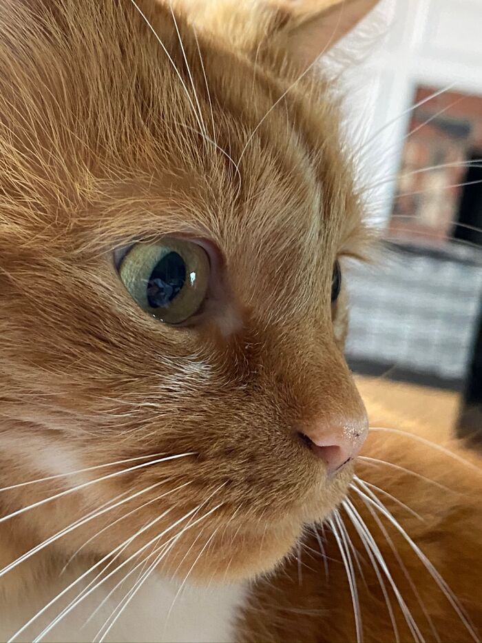 Teddy Close Up- He’s Pretty Sick At Not Even 7 Years Old, Gotta Take Pics While I Can