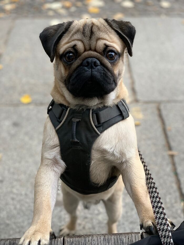 Did Someone Say Cheese?