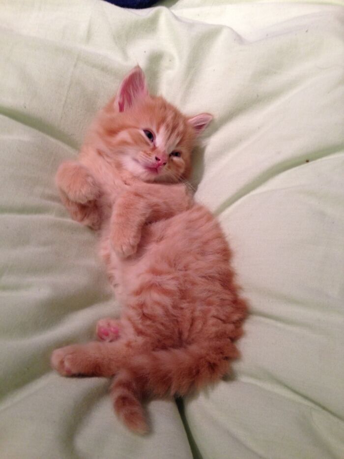 This Is Dotty He’s All Grown Up Now But He Should Have Been A Model ❤️