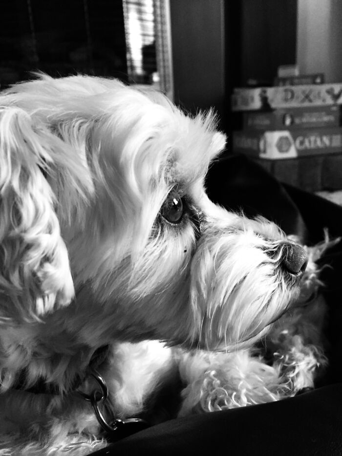 My (Family) Doggo, Murphy