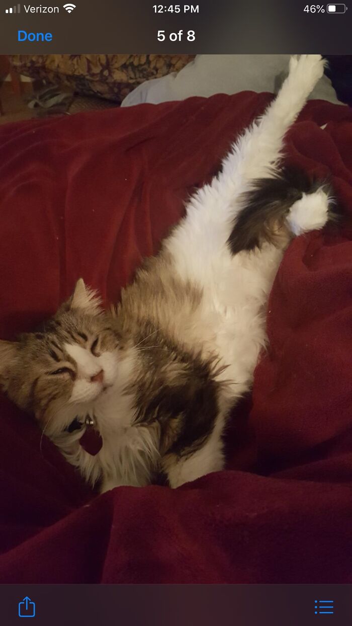 Our Beautiful Dorothy Passed Away Yesterday. We Loved Her So Much