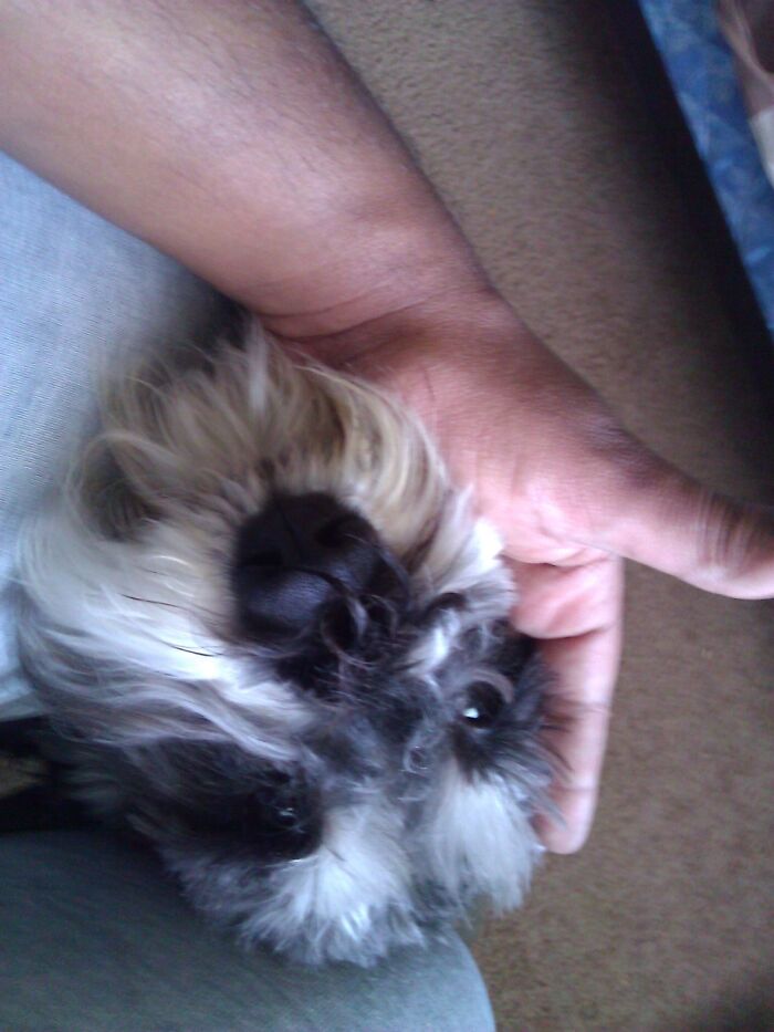 This Good Boi Passed Away This Year. His Name Was Cooper And He Was The Cutest. Rip Coopy