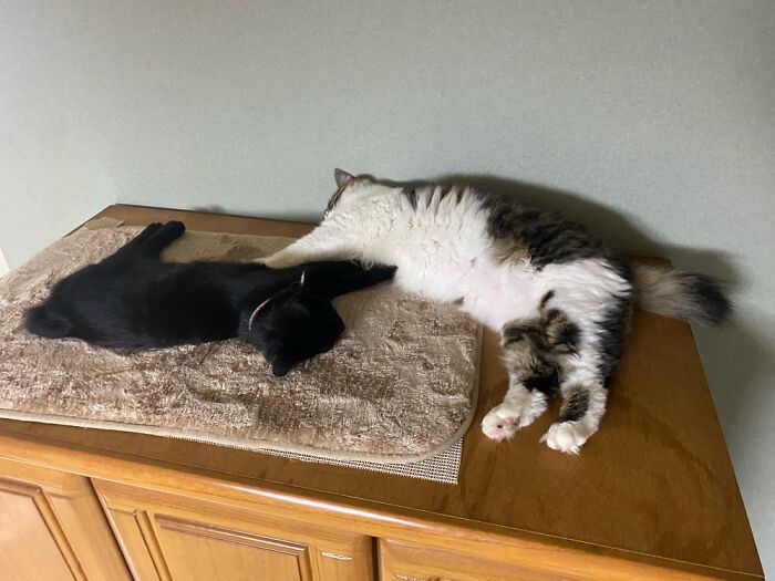 Big Sister Always Lets Little Sister Have The Comfy Spot