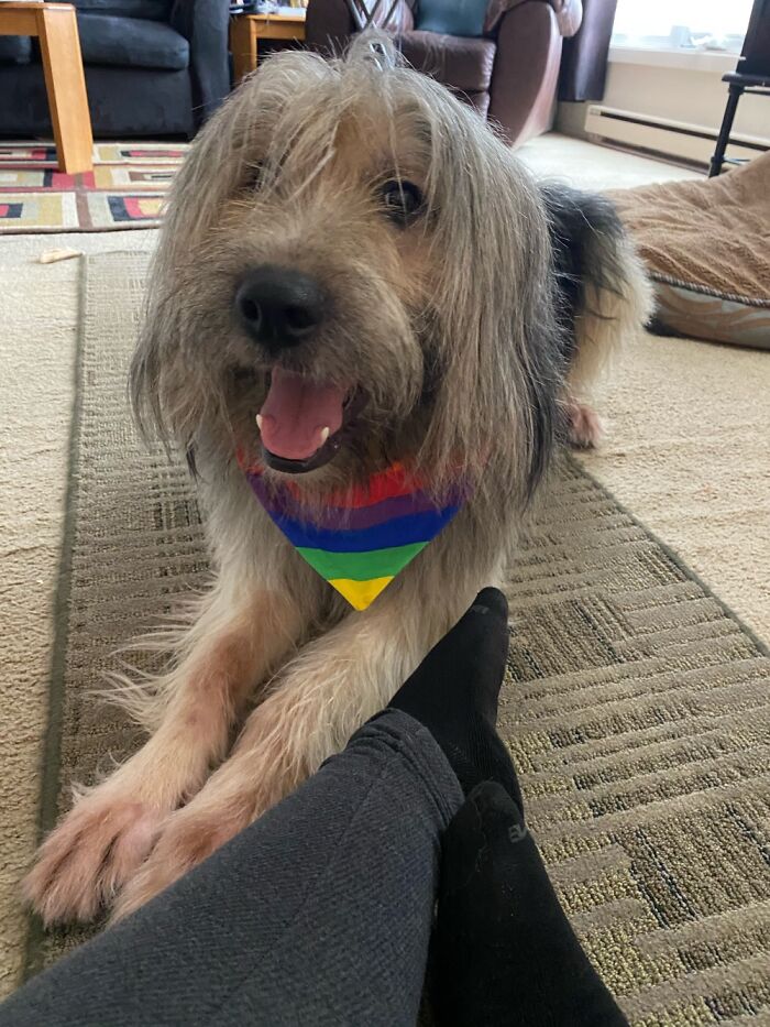 This Is Maverick, We Adopted Him When He Was 6 Months Old (His Paws Are Red From Allergies)