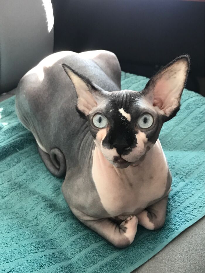 Beautiful Crazy Juju