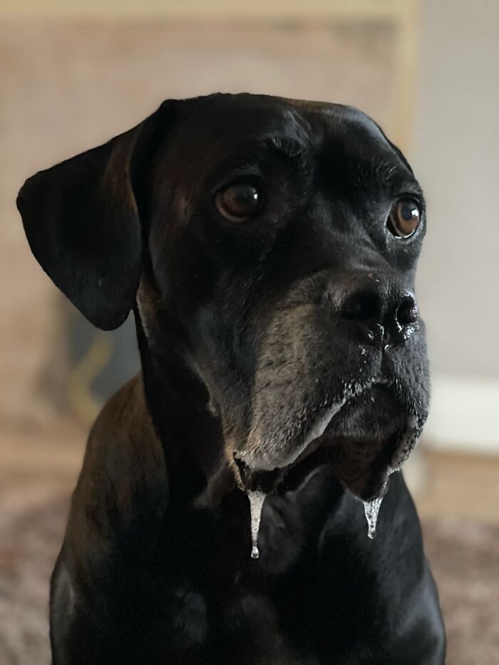 Lola Our Cane Corso Rescue Watching Me Eat Dinner #drooling