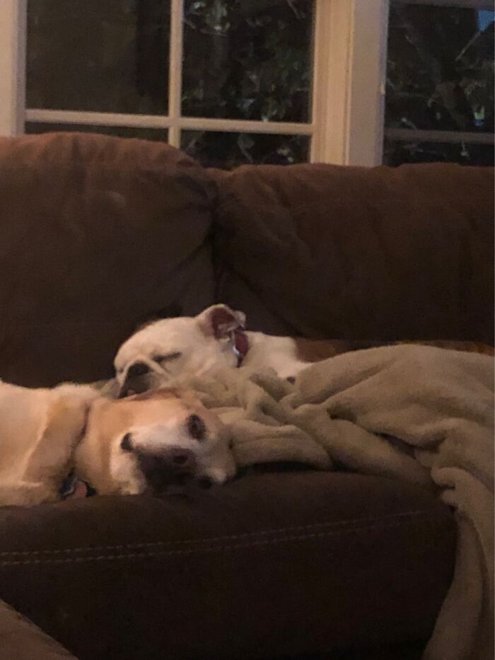 Daisy The Lab And Lulu The English Billie