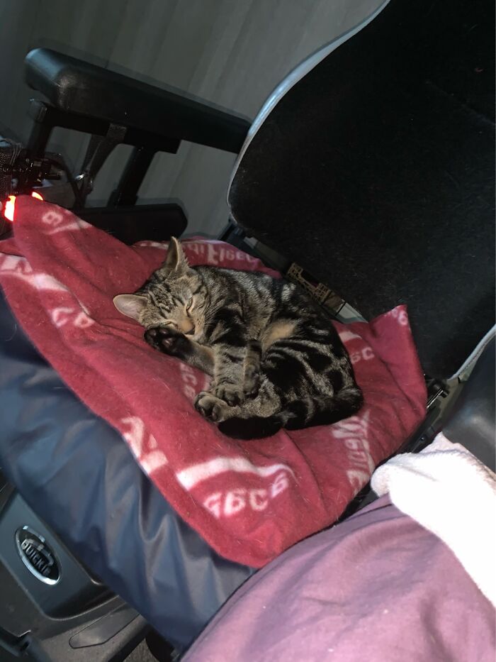 Rosie, The Youngest Of 6, Quickly Realised From Watching The Others That My Wheelchair Is Cosy