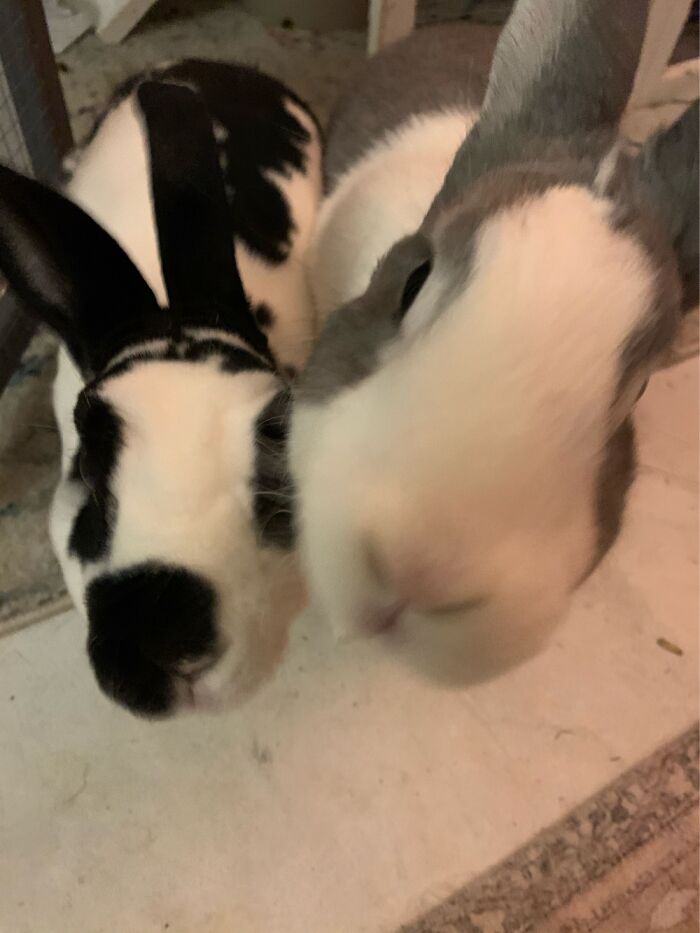 Groot A Root And Ribbon Rue!