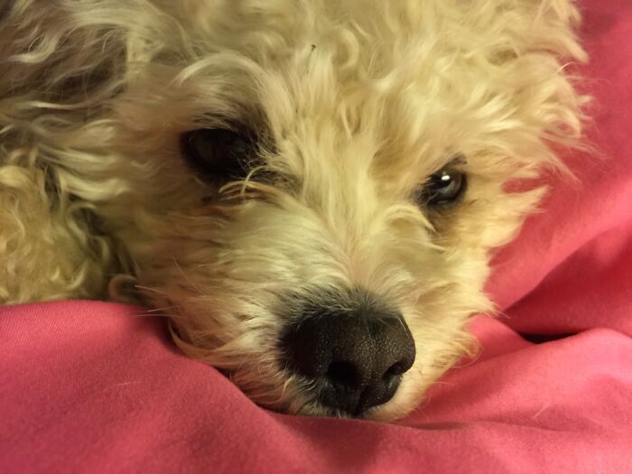 Shredder. This Girl Lived Up To Her Name. She Would Go After Anyone That Was Not Me.