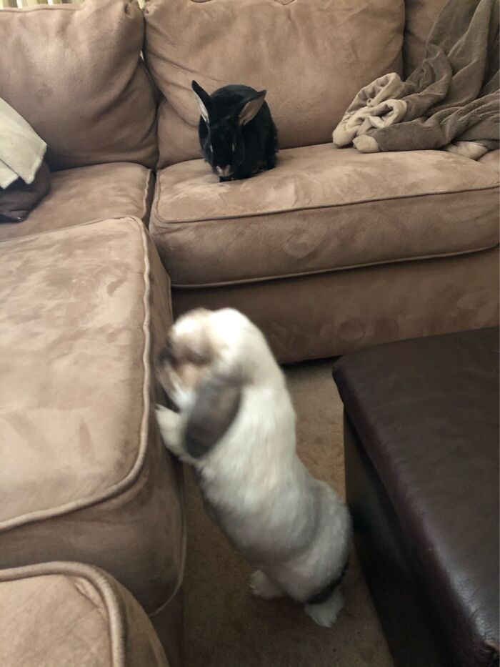 Best In Show Pedigree Bella (Black) And Clumsy Gerald (White) Failing To Get Up On The Couch