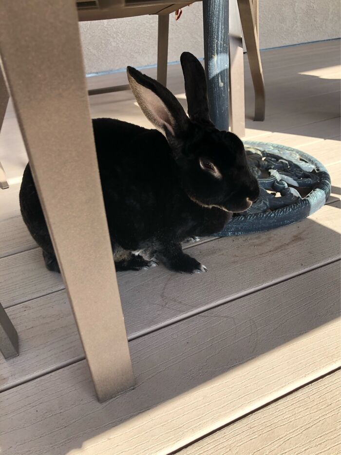 My Black Rex Bunny, Bella.