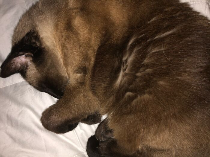 Annabelle Sound Asleep