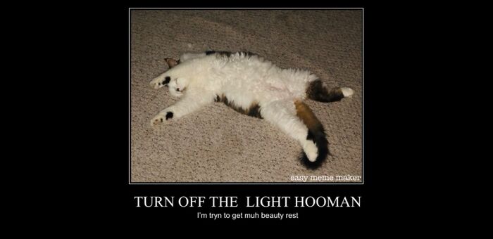 Our Cat Otis. We Make Memes Of Him.