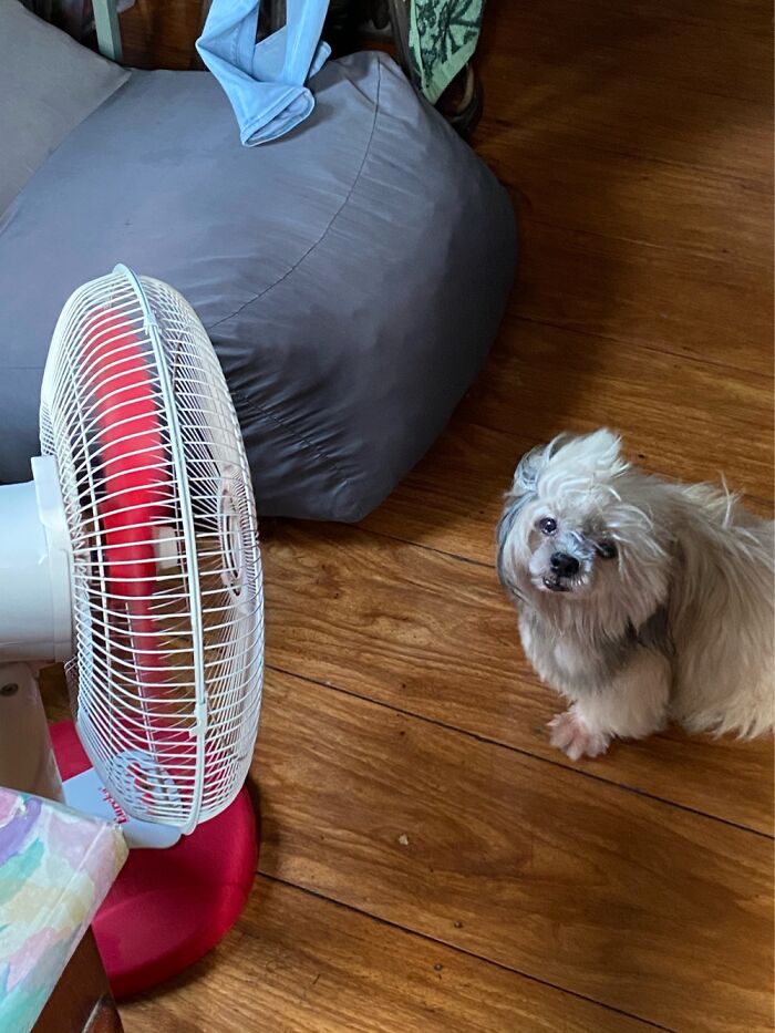 My Dog Trying To Beat The Heat