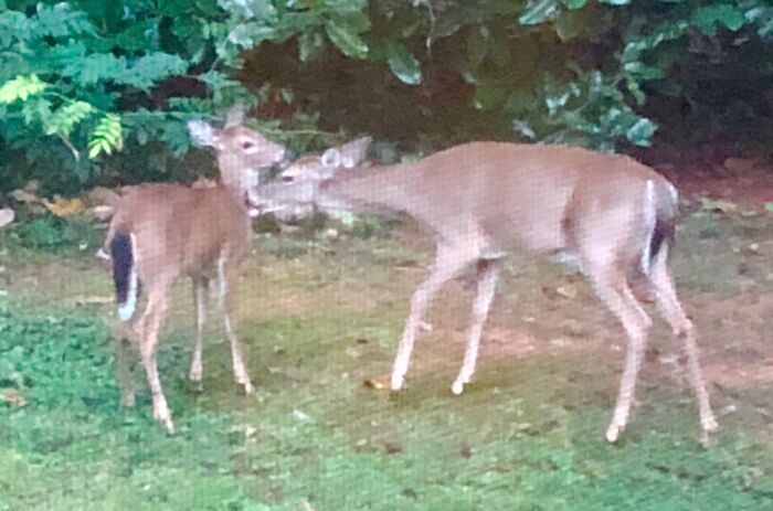 Not Our Pets But Regular Welcome Visitors