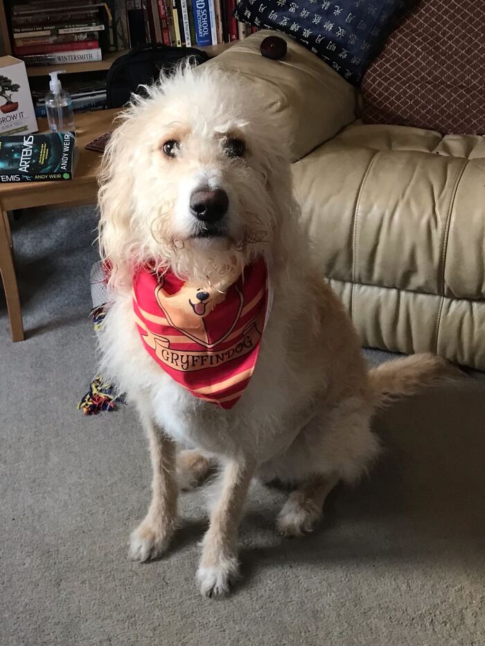 Gorgeous Pupper With His Very Own Gryffindor Bandana