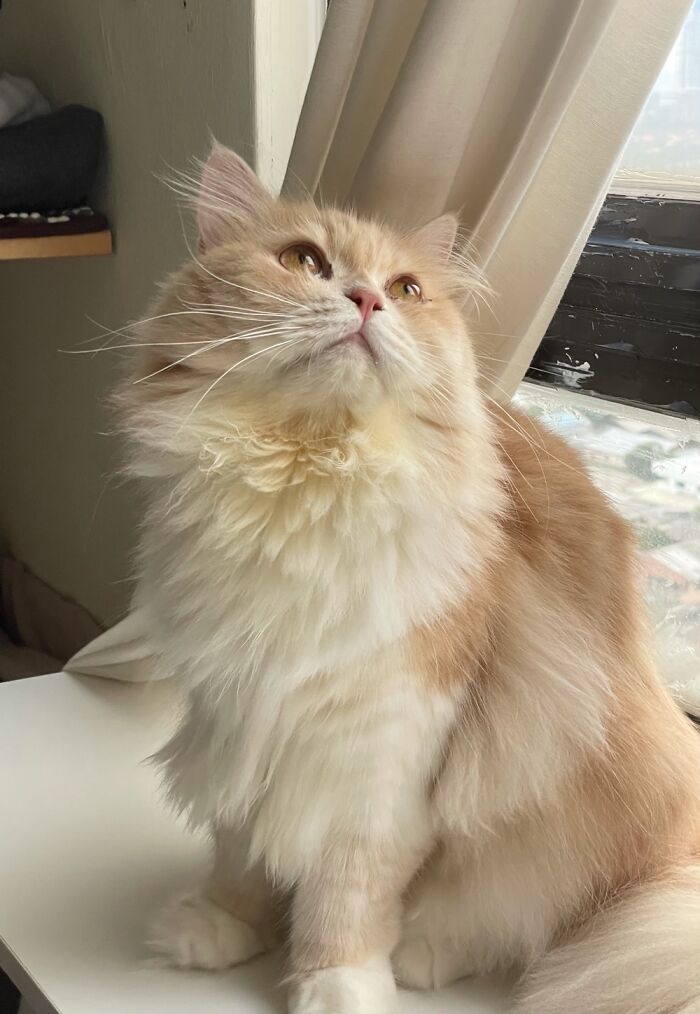 My 3 Year Old Boy, Pippin.