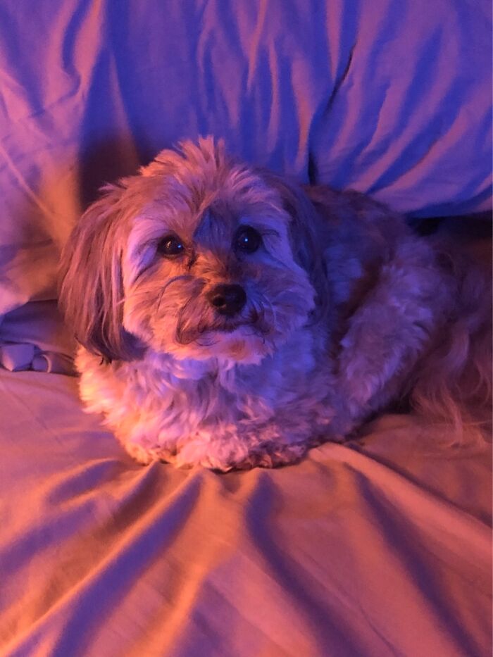 Meet Lincoln. Rescued From Vets After Owner’s Hubby Asked He Be Put Down B/C He Didn’t Want Him