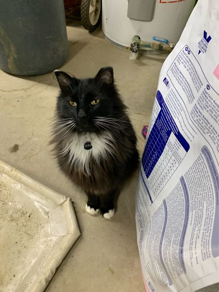 This Is Loki....i Was Late In Feeding Him. He Was Not Impressed!!