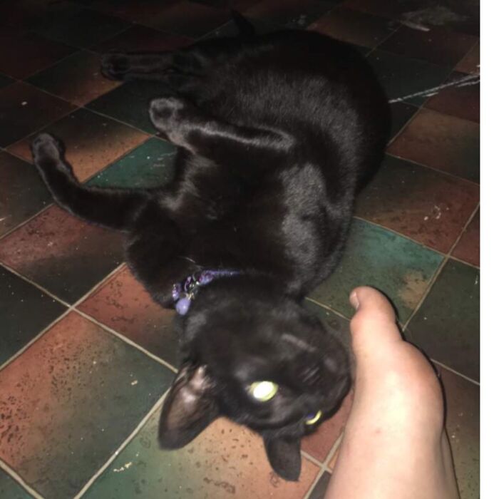 Right Before She Attacked The Foot. No She Is Not Half Blind The Flash Went Of At A Weird Time