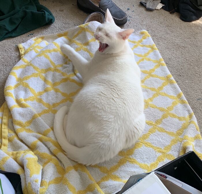 “Maaaaaaahhhmm!”