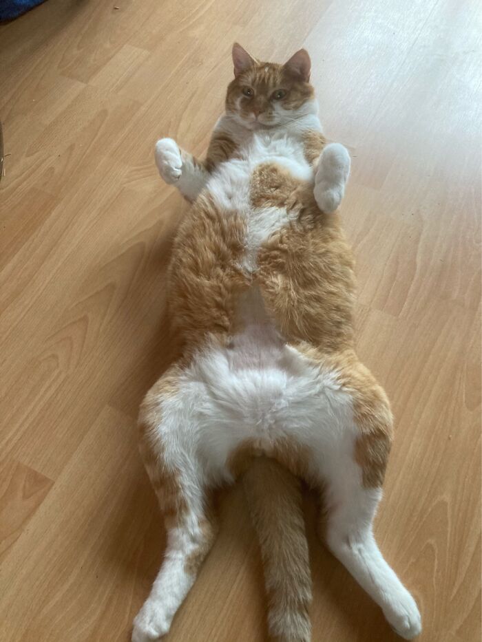 One Of The Last Pictures I Will Take Of Kato In Front Of The Hearth.