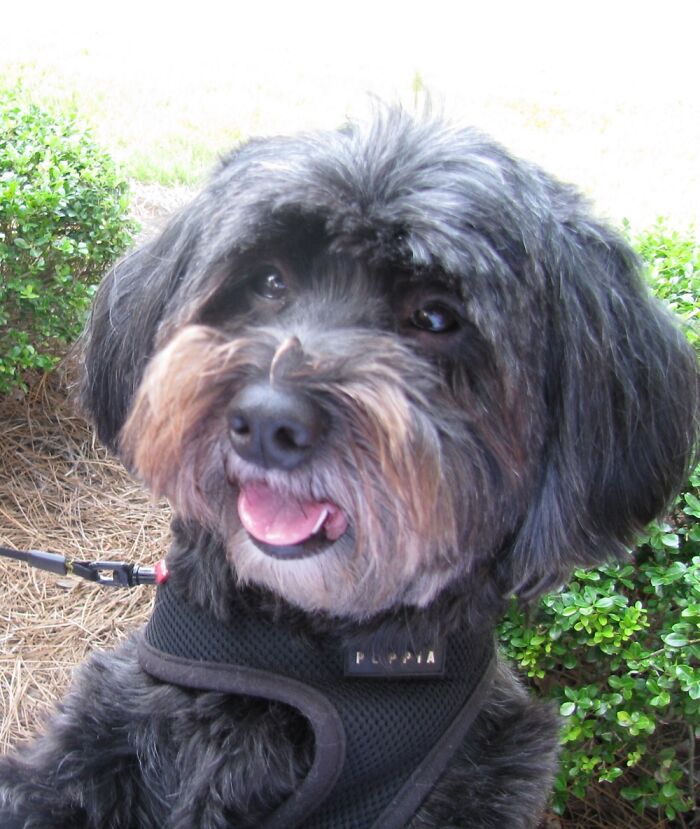 R. I.p Zach. My Heart Broke Forever When You Died Last Year