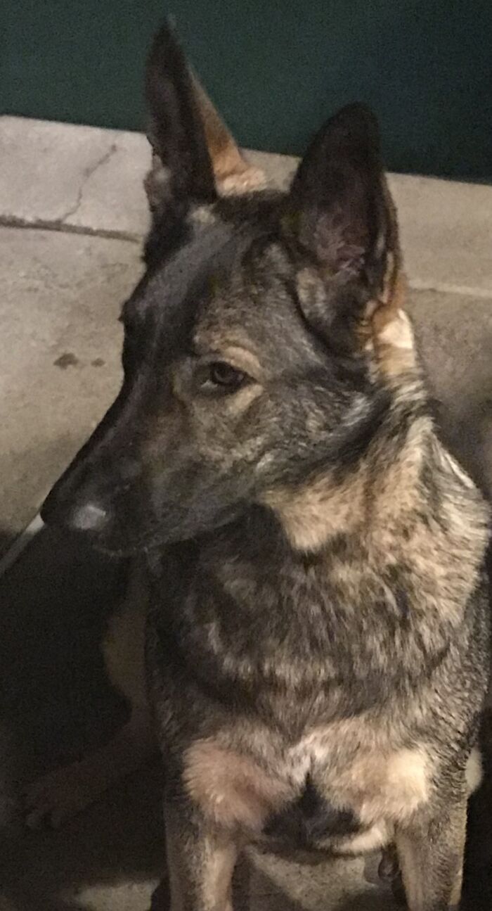 My Female German Shepherd Spotting A Possum