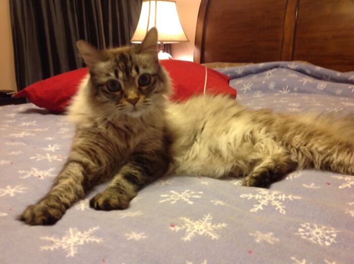 Kota, Our Rescue From Rapid City Humane Society. She Was 13 When She Passed. I Still Miss Her.