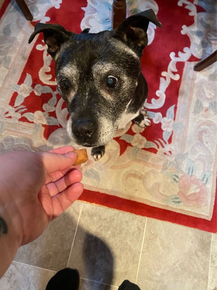 My Beautiful Girl, Staring Intently At The Treat