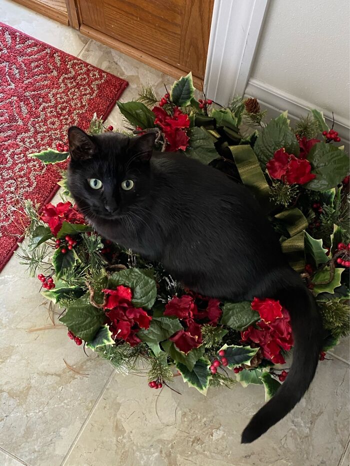 Gadget, Santa’s Little Helper!