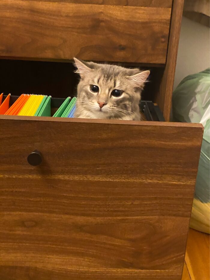 Every Time Gracie Is Confused, She Makes This Face.