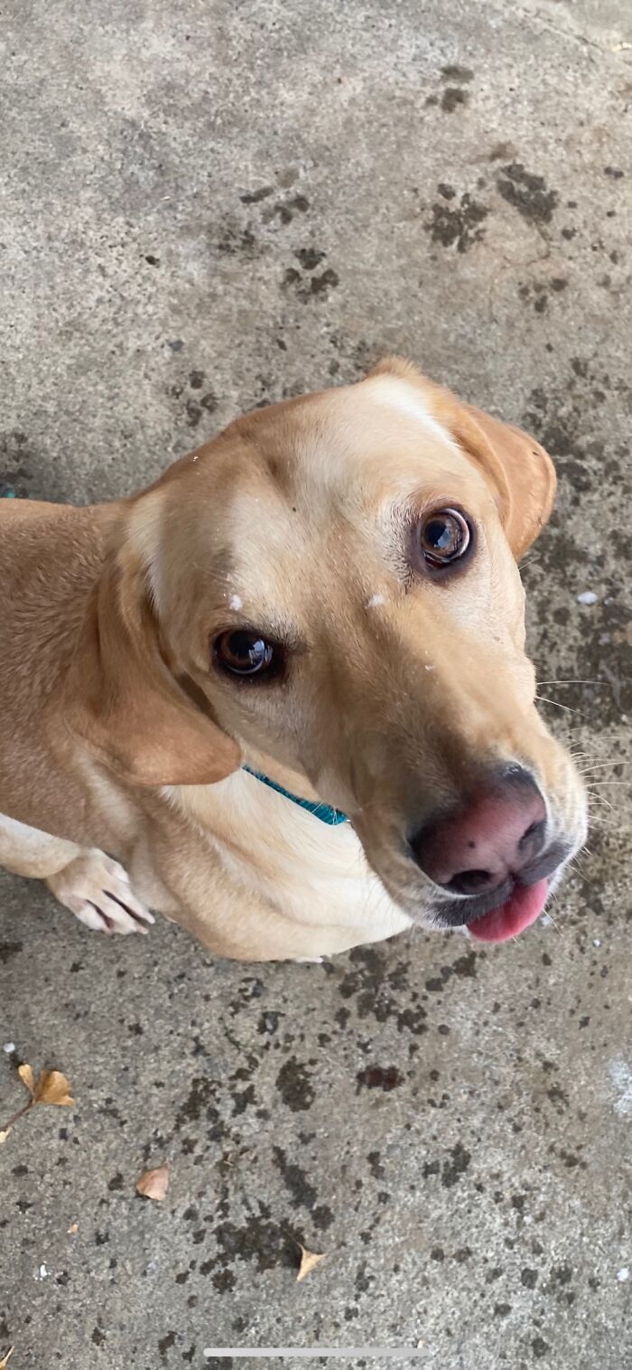 Sweet Little Goofball