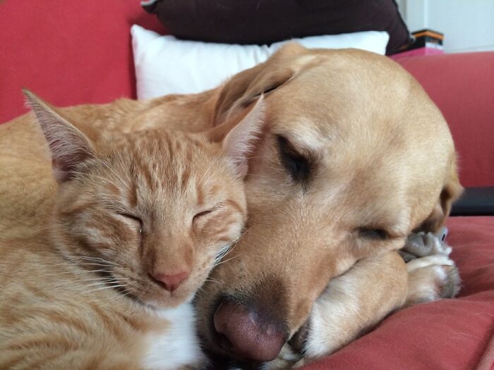 Best Friends. Doggo Really Didn’t Want To Like Kitty, But He Wouldn’t Take No For An Answer.