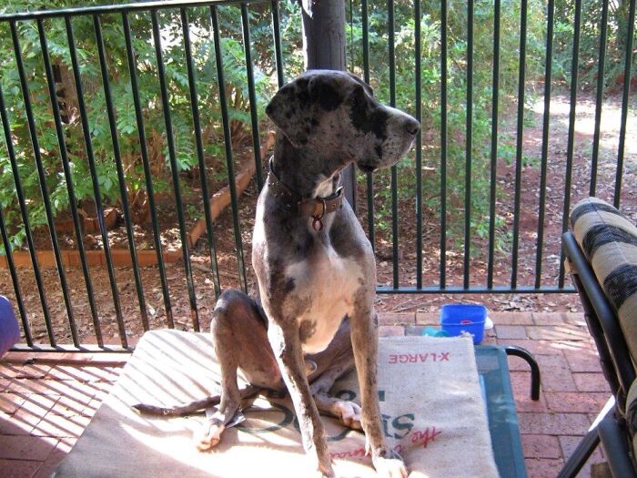 Distinguished Gentleman