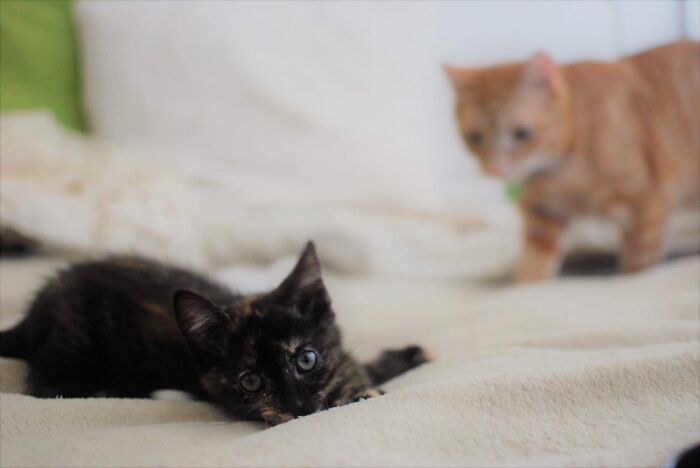 Throw Back To 2017 - Hektor Meets His Younger Sister Kasandra For The First Time :)