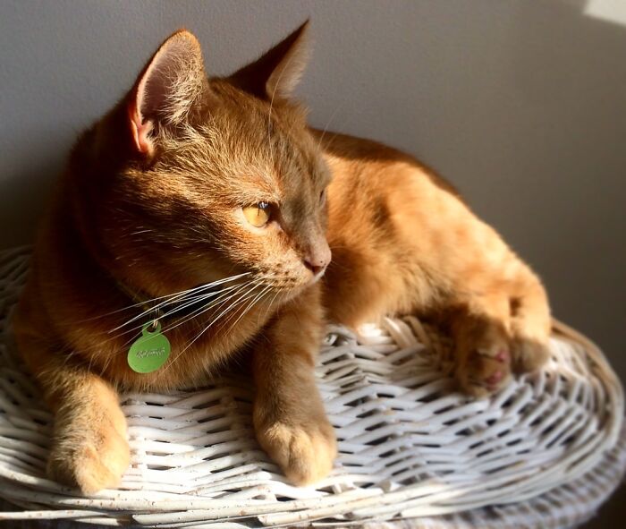 Hektor’s Taking A Sun Bath :)