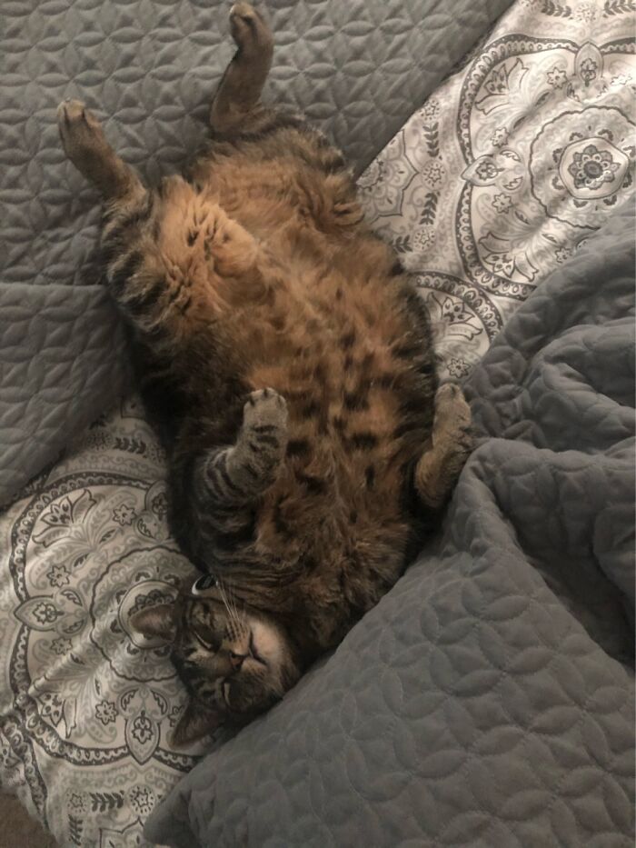 Coach (Aka Big Sexy) Likes Moonlit...nothing, Coach Likes To Do Nothing!