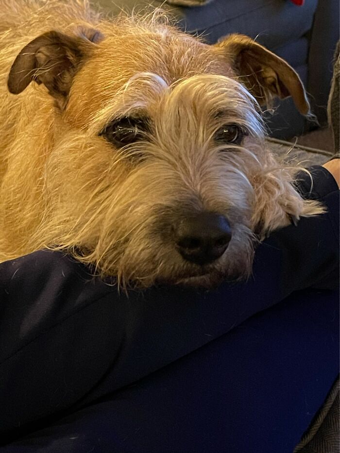 I Love This Picture Of Our Sweet Rascal.