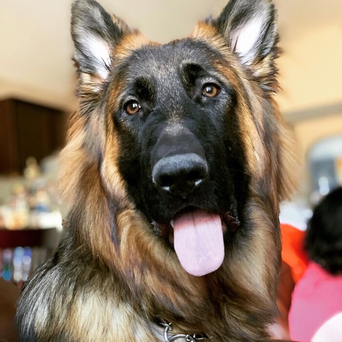 My Pretty, Goofy Boy , Leo