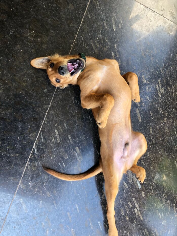 Boomer Loves To Get His Fab On!